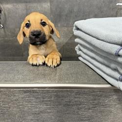 Pet Valu