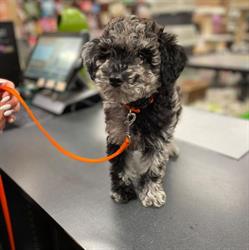 Pet Valu