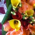 Petals Plus