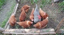LA FERME MIROU