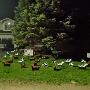 Make the yard smelly! Make the yard smelly!