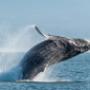 Breaching Humpback whale in Victoria BC Breaching Humpback whale in Victoria BC
