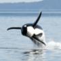 Breaching orca Victoria, BC Breaching orca Victoria, BC