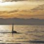 Orca at sunset in Victoria BC Orca at sunset in Victoria BC