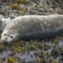 Pacific harbour Seal in Victoria, BC Pacific harbour Seal in Victoria, BC