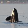 Spyhopping Orca in Victoria BC Spyhopping Orca in Victoria BC