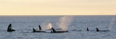 5-species-of-whales