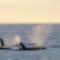 5-species-of-whales