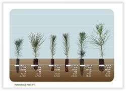 PRT Vernon Nursery