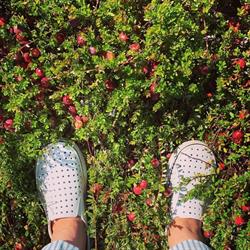 Cranberries Naturally