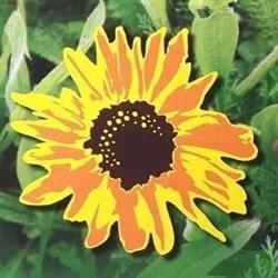 Health From Nature Incorporated