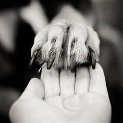 Dryden Veterinary Services