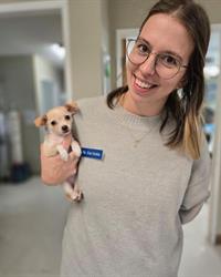 Bellevue Veterinary Hospital