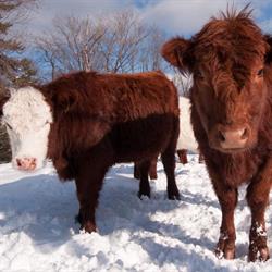 High Prairie Veterinary Services