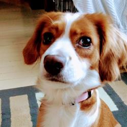 Pender Island Veterinary Clinic