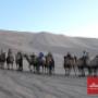 Bactrian camels, South Gobi, Mongolia Bactrian camels, South Gobi, Mongolia
