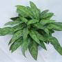 Aglaonema Aglaonema