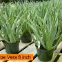 Aloe vera assorted sizes Aloe vera assorted sizes