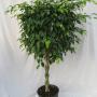 Ficus benjamina braid Ficus benjamina braid