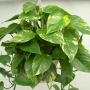 Golden Pothos Golden Pothos
