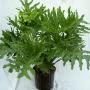 Philodendron selloum Philodendron selloum