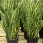 Sanseveria Sanseveria