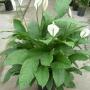 Spathyphillum (Peace Lily) Spathyphillum (Peace Lily)