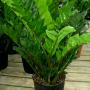ZZ Plant ZZ Plant