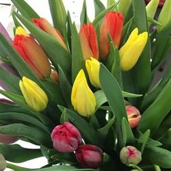 Roys Florist