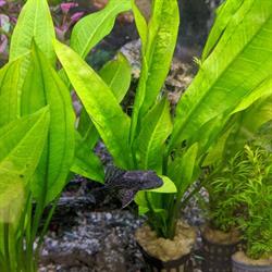 Little Critters Pet Shop