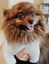 VCA Canada North Shore Veterinary Clinic