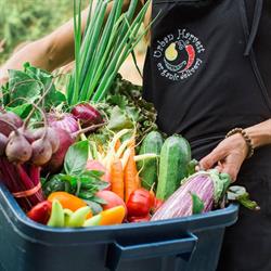 Urban Harvest Organic Delivery