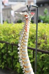 Norfolk Chiropractic Wellness Centre