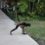 Mexico - Azul Fives Monkey Mexico - Azul Fives Monkey