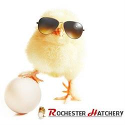 Rochester Hatchery