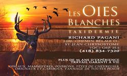Taxidermie Les Oies Blanches