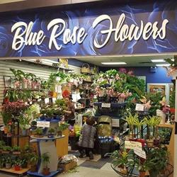Blue Rose Flowers