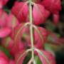 Uploaded by visitor on 3/29/2017 - Dwarf Burning Bush Uploaded by visitor on 3/29/2017 - Dwarf Burning Bush