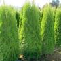 Uploaded by visitor on 3/29/2017 - Emerald Cedars Uploaded by visitor on 3/29/2017 - Emerald Cedars
