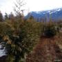Uploaded by visitor on 3/29/2017 - Excelsa Cedar Uploaded by visitor on 3/29/2017 - Excelsa Cedar
