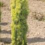 Uploaded by visitor on 3/29/2017 - Golden Irish Yew Uploaded by visitor on 3/29/2017 - Golden Irish Yew