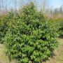 Uploaded by visitor on 3/29/2017 - Portuguese laurel Uploaded by visitor on 3/29/2017 - Portuguese laurel