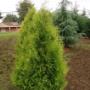 Uploaded by visitor on 3/29/2017 - Yellow Ribbon Cedar Uploaded by visitor on 3/29/2017 - Yellow Ribbon Cedar
