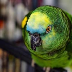 Animalerie Aquanimal Enr