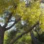 Fertilizing and Deep Root Feeding, Fertilizing and Deep Root Feeding,