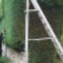 Tree, Shrub & Hedge Care Tree, Shrub & Hedge Care
