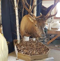 Dawn Til Dusk Taxidermy