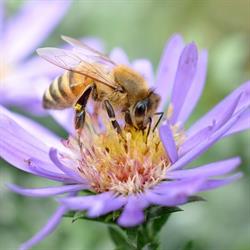 Planet Bee Honey Farm