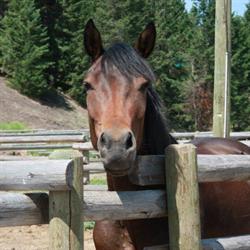 A P Guest Ranch