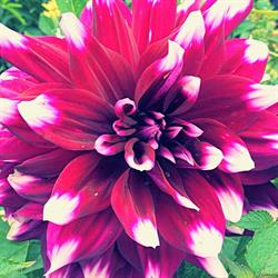 Patty S Greenhouse & Market Garden